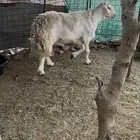 طلي حري صنف