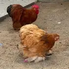 دجاج كوشن