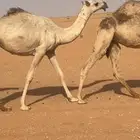 بكره حقه رمانيه