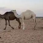 بكره وضحى