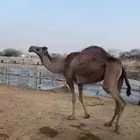 بكره ثنيه ضروبه
