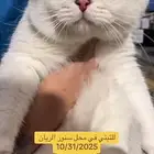 ابحث عن قطة سكوتش ثلجي عمرها اقل من 4 شهور للتبني