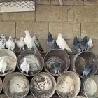 عشة حمام
