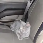 قط بريطاني