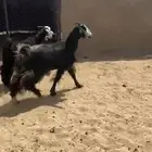 عنز علاها تيس ذبيحه ودافع بعده