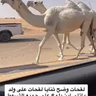 لقحات وضح ثنايا طيبه وعلى باتلي ابن دلمخ
