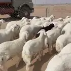 بهم حري طليان صافي عدد 45