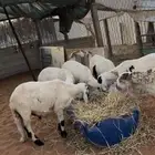سواكني ضحايا للبيع مع الصلخ والتوصيل