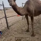 للبيع لقحه رباع
