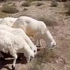 ذبايح طليان سواكن بيض شبيه الحري فاخر من الاخر