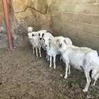 خمس من ضان للبيع مقاني