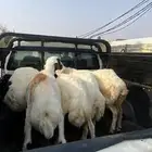 أضاحي
