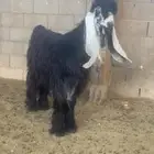 فحل عارضي صنف