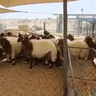 نعيم جبر فاخر ووسط فاخر وهرافي فاخر