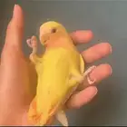 طير روز هدد داخلي وخارجي