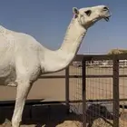 ثنو كفو