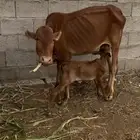 بقرة تحتها أنثى