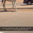 لقحه وضحا باتليه كفو