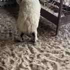 خروف عربي