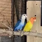 روز للبيع