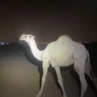 قعود مشروع فحل للبيع القناي وأطيب من التصوير شرط