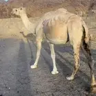 وضحا لقحه 7 شهور مشروطه