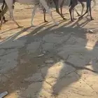 ناقه وضحاء لقحه