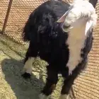 خروف نجدي