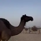 ناقة لقحة