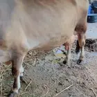 بقره الماني بيور