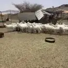 بهم للبيع ويوجد حلال مقاني للبيع