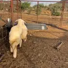 رخال بريه