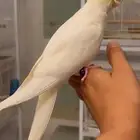 كروان كريمي فيس اينو