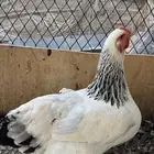 دجاج براهما للبيع