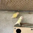 طيور روز لا اعلم الجنس