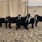 تم البييع