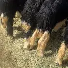 رخال