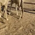 قعدان تربيه