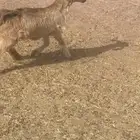 تيس كفو