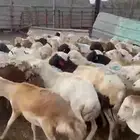 عروضنا لاتفوتكم مر الحوش وتفرج بنفسك