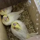 فروخ كروان اليفه