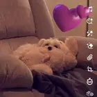 كلبه مالتيز للبيع