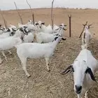 مراح معزا بيشيات فرصة للقناي