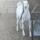 مشروع فحل طيب هولندي