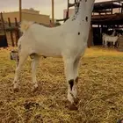 تيس بيشي فاخر