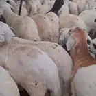 طليان سواكن مرابي اكثر من ثلاث شهور