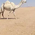 لقحه كفو