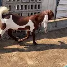 تيوس مشاريع فحول