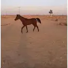 حصان عربي اصيل وطبعه طيب