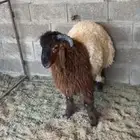 نجم الدين الأيوبي